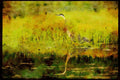 Wild Birds 008160 Great Blue Heron A4 Limited Edition Watercolour Print