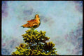 Wild Birds 008164 Whimbrel Preening On Top Of Tree A4 Limited Edition Watercolour Print