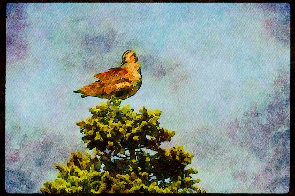 Wild Birds 008164 Whimbrel Preening On Top Of Tree A4 Limited Edition Watercolour Print