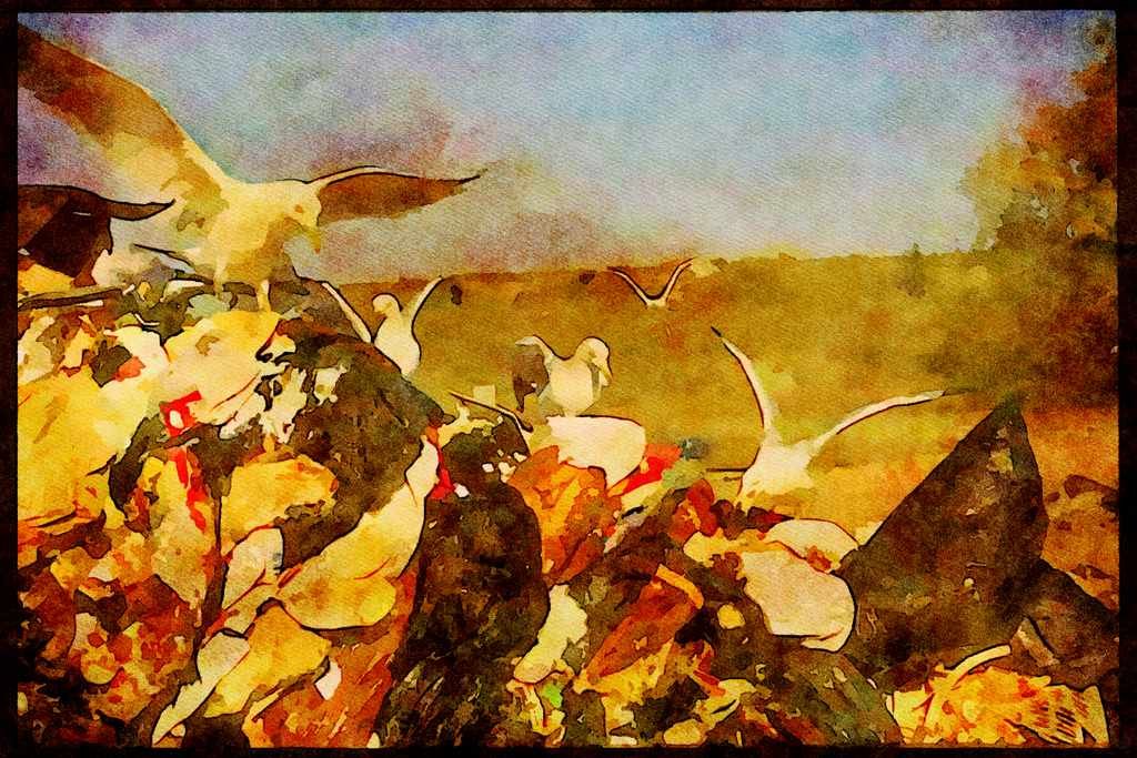 Wild Birds 008165 Gulls Feeding From Garbage Site A4 Limited Edition Watercolour Print