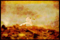 Wild Birds 008166 Gull Perched On Top Of Compost Pile A4 Limited Edition Watercolour Print