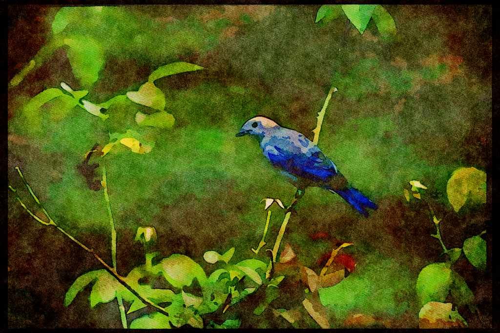Wild Birds 008168 Blue Gray Tanager A4 Limited Edition Watercolour Print