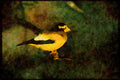Wild Birds 008169 Evening Grosbeak A4 Limited Edition Watercolour Print