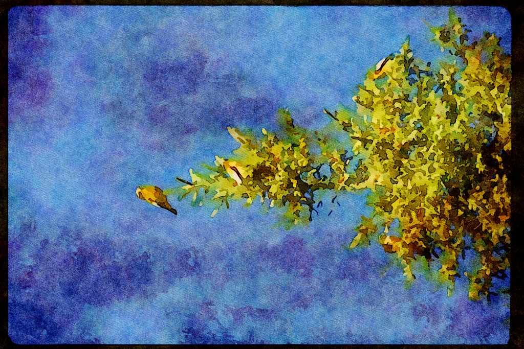 Wild Birds 008170 Evening Grosbeaks A4 Limited Edition Watercolour Print
