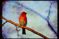Wild Birds 008171 Pine Grosbeak A4 Limited Edition Watercolour Print