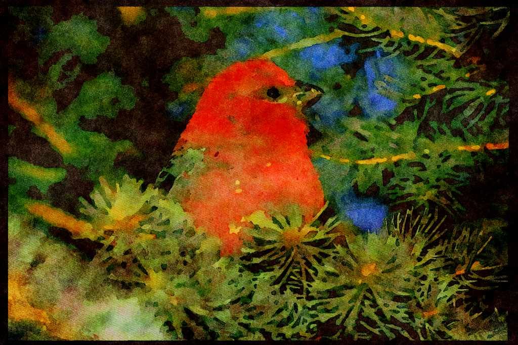 Wild Birds 008172 Pine Grosbeak A4 Limited Edition Watercolour Print