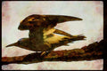 Wild Birds 008173 Brown Noddy A4 Limited Edition Watercolour Print