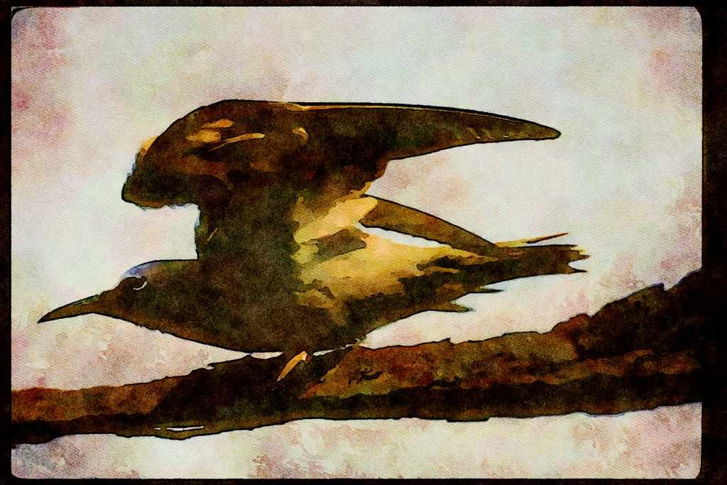 Wild Birds 008173 Brown Noddy A4 Limited Edition Watercolour Print
