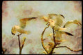 Wild Birds 008174 Ring Billed Gulls A4 Limited Edition Watercolour Print