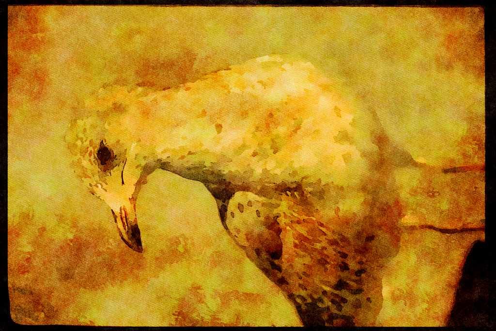 Wild Birds 008176 Ring Billed Gull A4 Limited Edition Watercolour Print