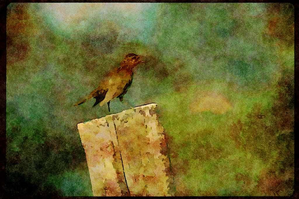 Wild Birds 008177 Red Winged Blackbird A4 Limited Edition Watercolour Print