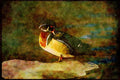 Wild Birds 008178 Wood Duck Preening A4 Limited Edition Watercolour Print