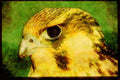 Wild Birds 008181 Young Peregrine Falcon A4 Limited Edition Watercolour Print