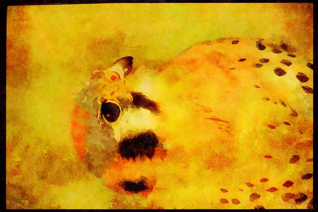 Wild Birds 008182 American Kestrel Falcon A4 Limited Edition Watercolour Print