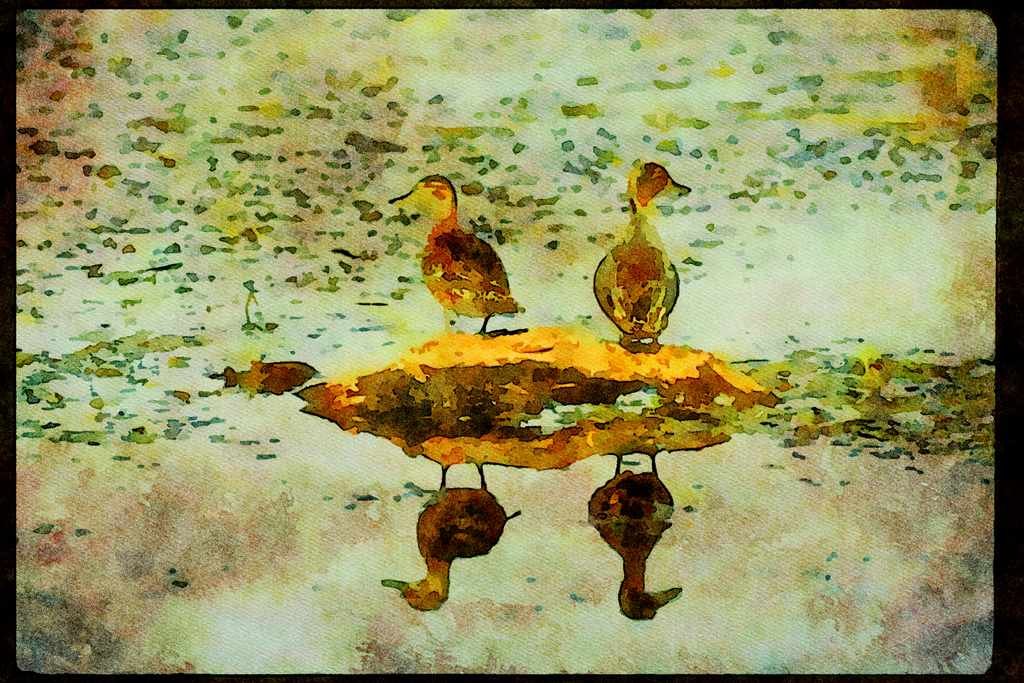 Wild Birds 008183 Green Winged Teal A4 Limited Edition Watercolour Print