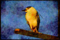 Wild Birds 008184 Black Crowned Night Heron A4 Limited Edition Watercolour Print