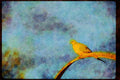 Wild Birds 008186 Mourning Dove A4 Limited Edition Watercolour Print