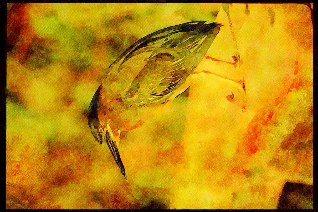 Wild Birds 008187 Green Backed Heron A4 Limited Edition Watercolour Print