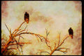 Wild Birds 008188 Turkey Vultures A4 Limited Edition Watercolour Print