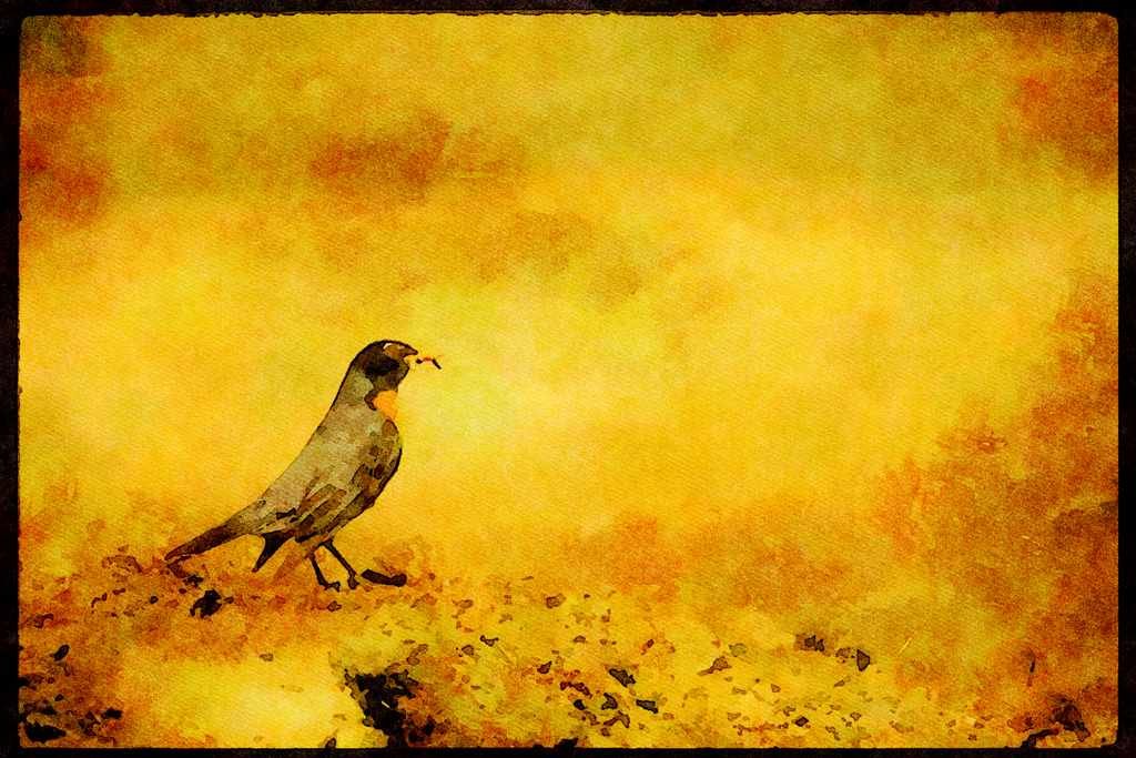 Wild Birds 008190 American Robin A4 Limited Edition Watercolour Print