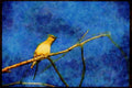 Wild Birds 008191 Cedar Waxwing A4 Limited Edition Watercolour Print