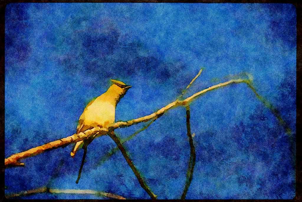 Wild Birds 008191 Cedar Waxwing A4 Limited Edition Watercolour Print