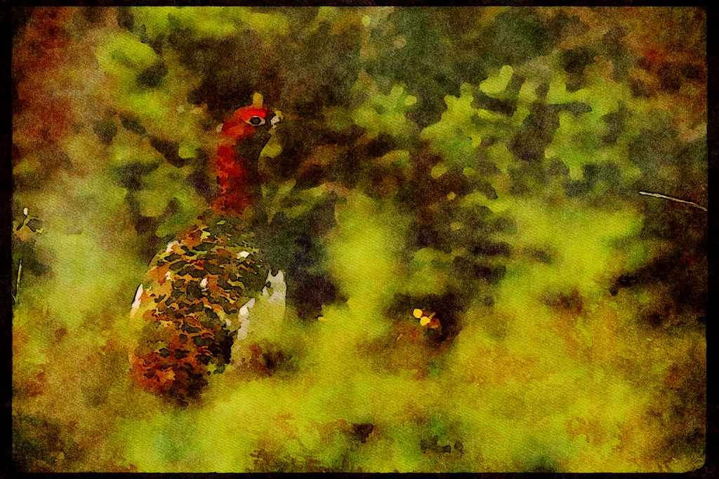 Wild Birds 008192 Willow Ptarmigan A4 Limited Edition Watercolour Print