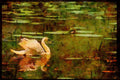 Wild Birds 008193 Mute Swan A4 Limited Edition Watercolour Print