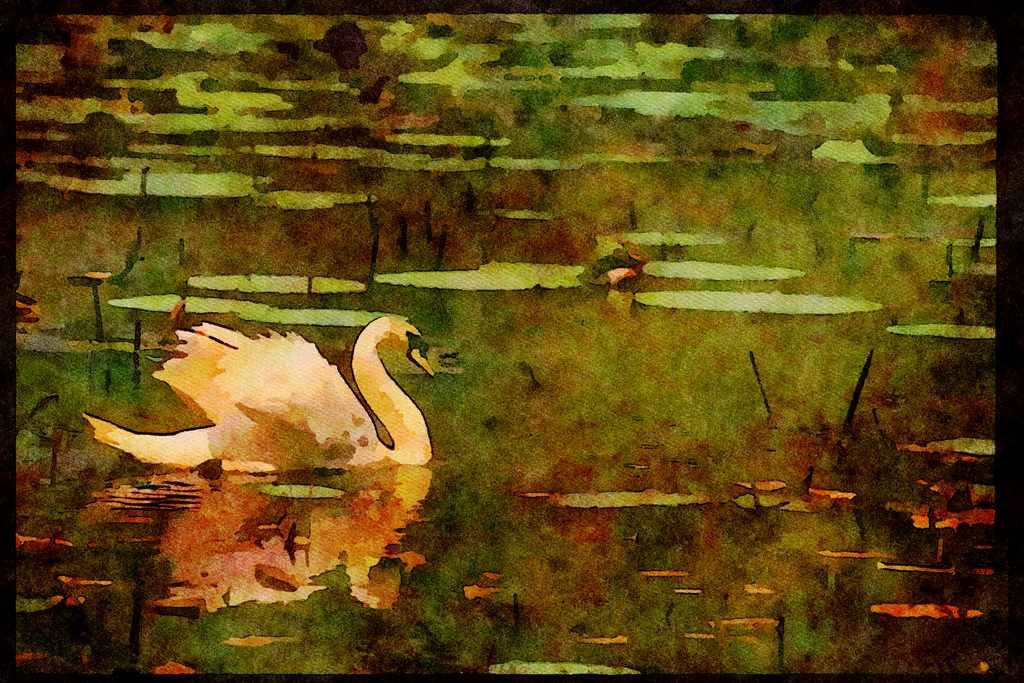 Wild Birds 008193 Mute Swan A4 Limited Edition Watercolour Print