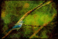 Wild Birds 008195 Blue Gray Tanager A4 Limited Edition Watercolour Print