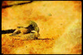 Wild Birds 008196 Quail (Scaled) Mating A4 Limited Edition Watercolour Print