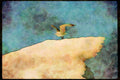 Wild Birds 008198 Herring Gull A4 Limited Edition Watercolour Print