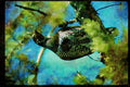 Wild Birds 352000 Spruce Grouse, Male A4 Limited Edition Watercolour Print