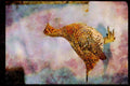 Wild Birds 352001 Sharptailed Grouse A4 Limited Edition Watercolour Print