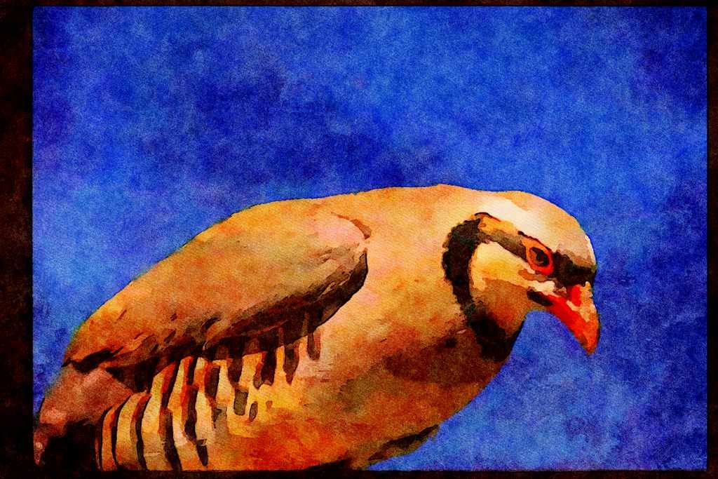Wild Birds 352002 Chukar A4 Limited Edition Watercolour Print