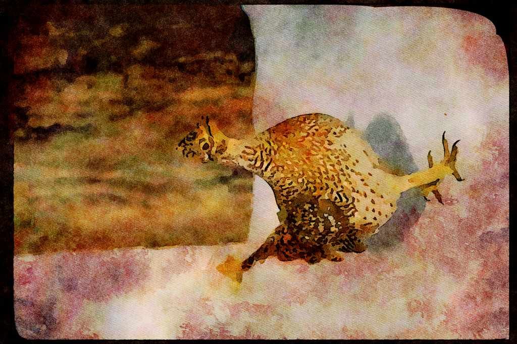 Wild Birds 352003 Sharptailed Grouse A4 Limited Edition Watercolour Print