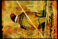 Wild Birds 352004 Ring necked Cock Pheasant A4 Limited Edition Watercolour Print