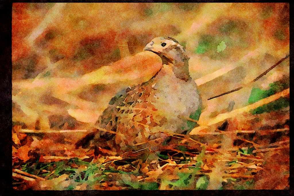 Wild Birds 352006 Hungarian Partridge A4 Limited Edition Watercolour Print