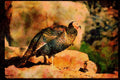 Wild Birds 352007 Merriams Wild Turkey, Gobbler A4 Limited Edition Watercolour Print