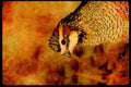 Wild Birds 352008 Bobwhite Quail, Cock A4 Limited Edition Watercolour Print