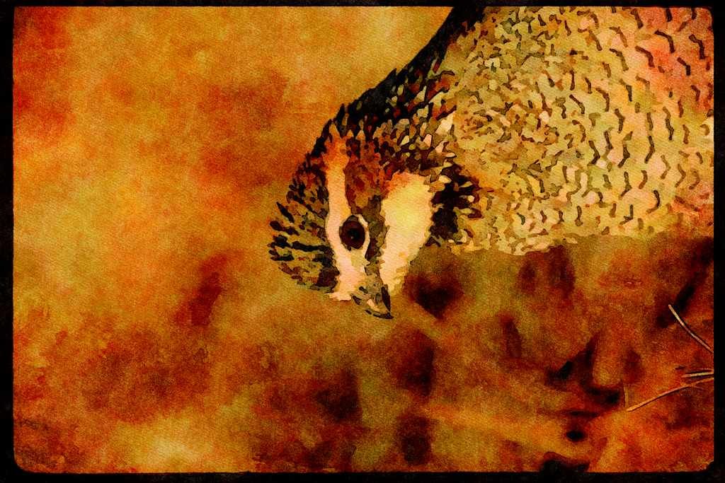 Wild Birds 352008 Bobwhite Quail, Cock A4 Limited Edition Watercolour Print