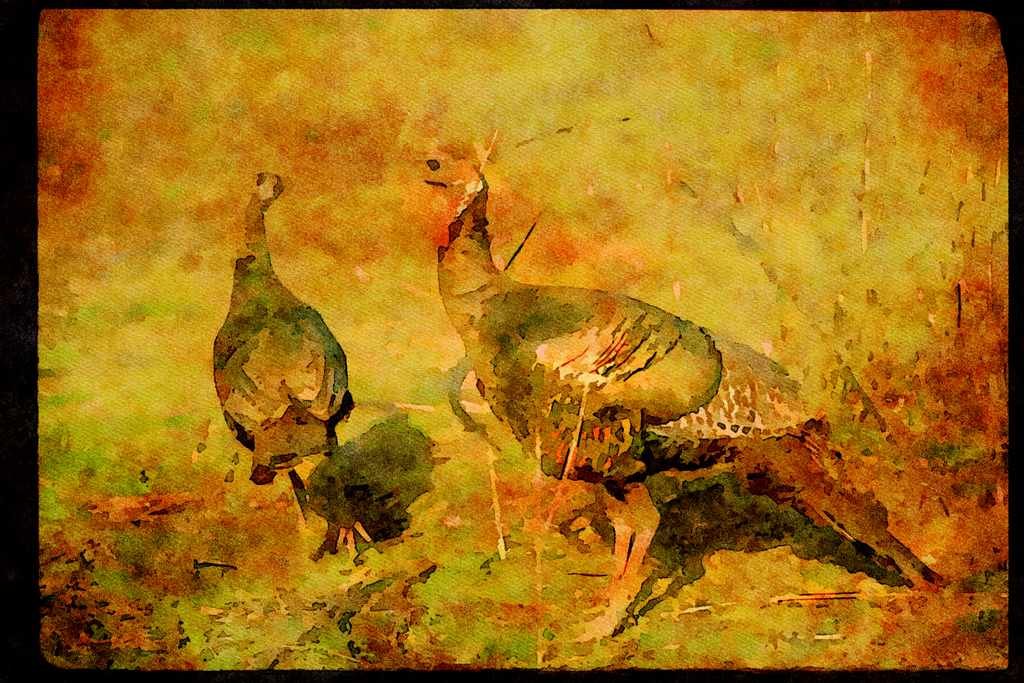 Wild Birds 352009 Wild Turkeys, Big Gobbler With 8_ Beard And His Hen A4 Limited Edition Watercolour Print