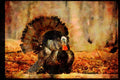 Wild Birds 352010 Eastern Wild Turkey Strutting In Woods A4 Limited Edition Watercolour Print