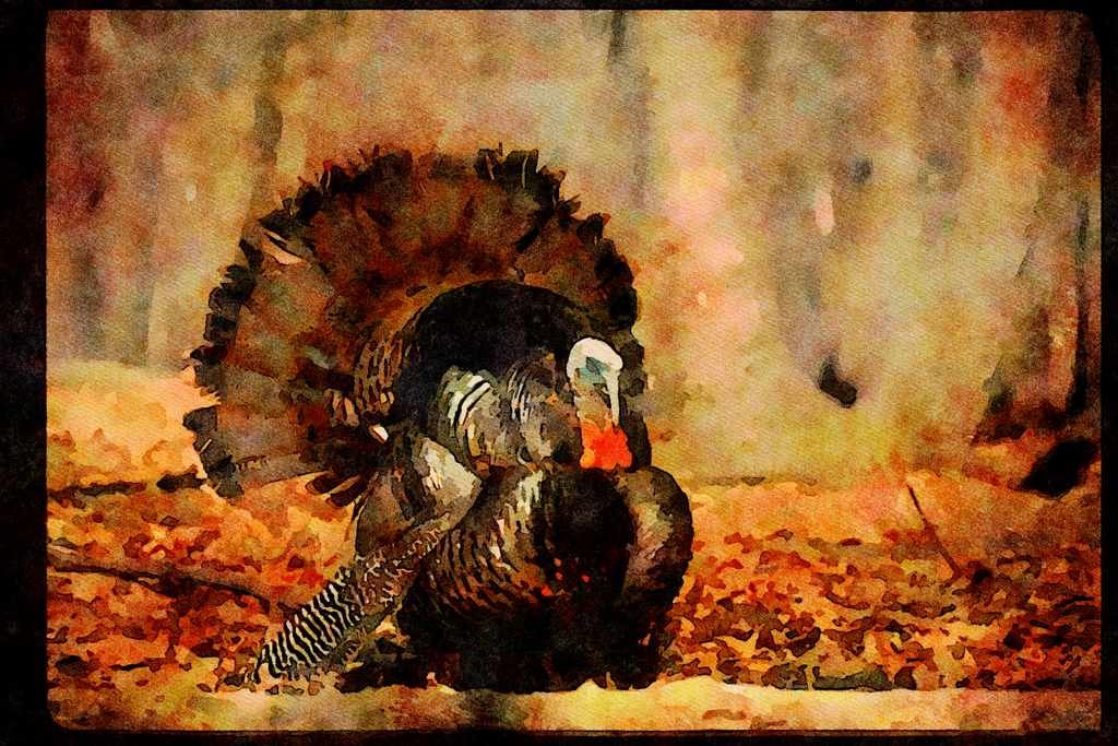 Wild Birds 352010 Eastern Wild Turkey Strutting In Woods A4 Limited Edition Watercolour Print