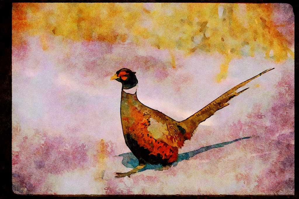 Wild Birds 352012 Cock Pheasant A4 Limited Edition Watercolour Print