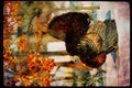 Wild Birds 352013 Eastern Wild Turkey, Big Gobbler Strutting In Snowy Woods A4 Limited Edition Watercolour Print