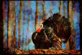 Wild Birds 352014 Wild Turkey A4 Limited Edition Watercolour Print