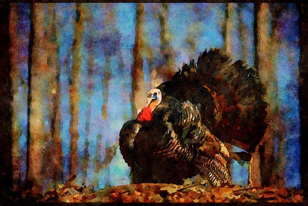 Wild Birds 352014 Wild Turkey A4 Limited Edition Watercolour Print