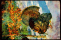 Wild Birds 352015 Eastern Wild Turkey, Huge Gobbler In Full Strut A4 Limited Edition Watercolour Print