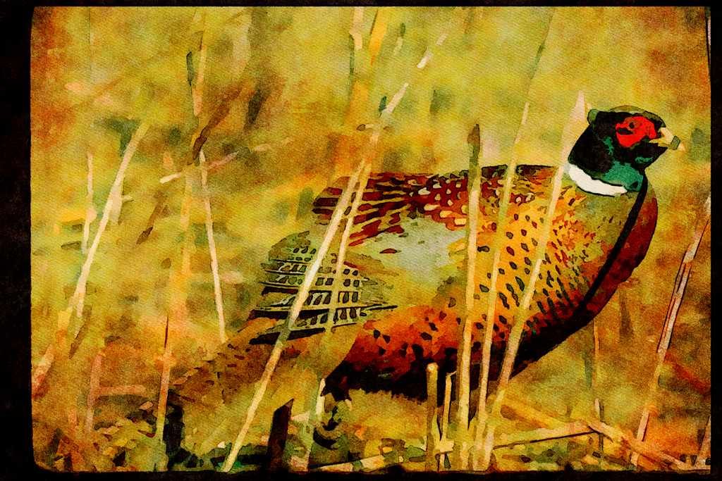 Wild Birds 352016 Ring necked Cock Pheasant Stretching Wing A4 Limited Edition Watercolour Print